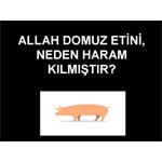 ALLAH DOMUZ ETİNİ NEDEN HARAM KILMIŞTIR.